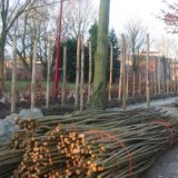 Wilgentenen voor vlechtschutting los circa 0,75m2 (op=op)